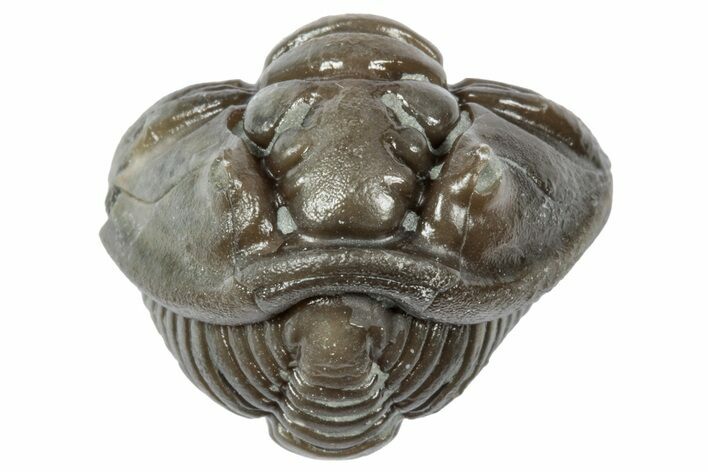 Wide Enrolled Flexicalymene Trilobite - Mt Orab, Ohio #358117